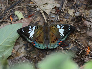 Euthalia lubentina chersonesia