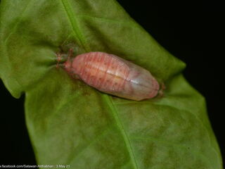 Arhopala eumolphus maxwelli