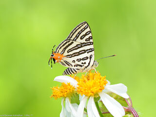 Spindasis syama terana