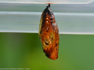 Idea lynceus lynceus