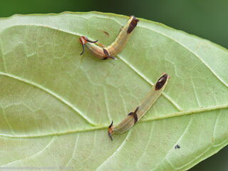 Cyrestis nivea nivalis