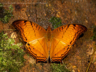 Vindula erota chersonesia
