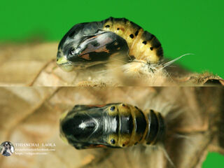 Poritia erycinoides elsiei