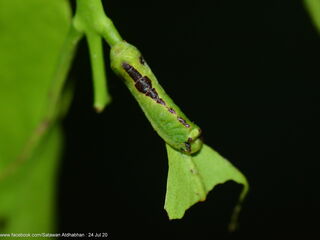 Tajuria ister tussis