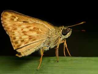 Hesperiidae (วงศ์ผีเสื้อบินเร็ว)