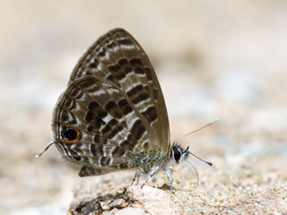 Prosotas aluta coelestis