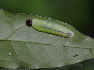 Celaenorrhinus asmara asmara