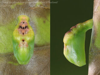 Creon cleobis cleobis