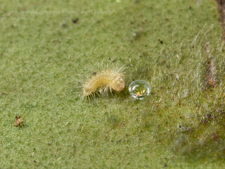 Dodona deodata deodata