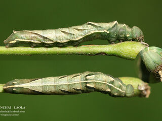 Pantoporia hordonia hordonia