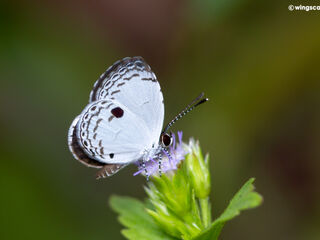 Neopithecops zalmora zalmora