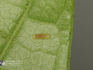 Anthene emolus emolus