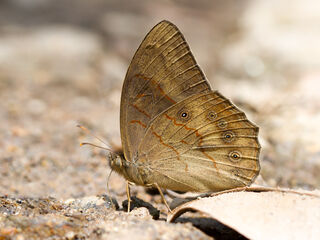 Lethe gulnihal peguana