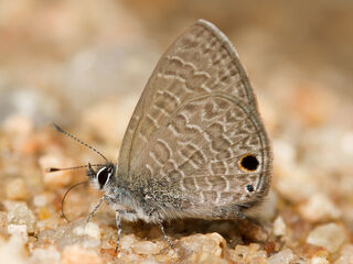 Prosotas noreia hampsoni