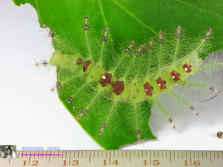 Euthalia lubentina lubentina