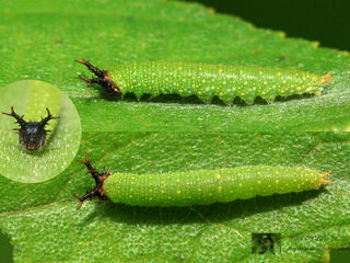 Euripus nyctelius nyctelius