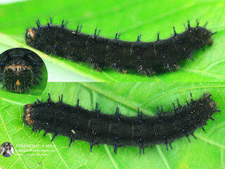 Junonia lemonias lemonias