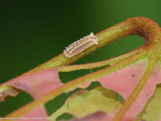 Cheritra freja freja