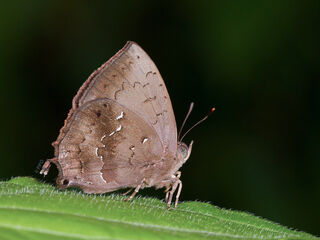 Surendra quercetorum quercetorum