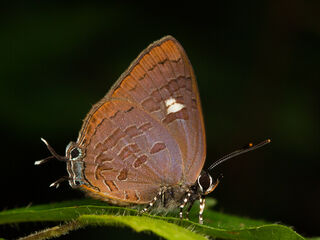 Ahmetia achaja achaja