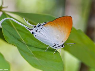Neocheritra amrita amrita