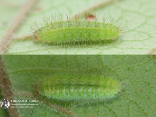 Abisara bifasciata angulata