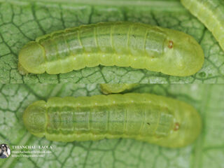 Anthene emolus emolus