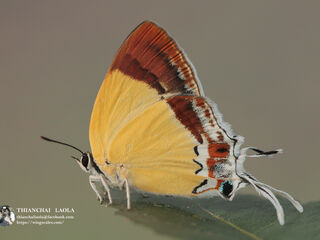 Charana mandarina mandarina