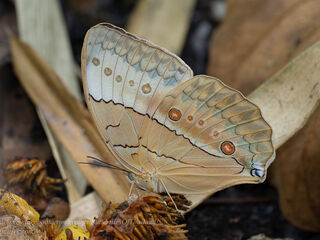 Stichophthalma louisa louisa