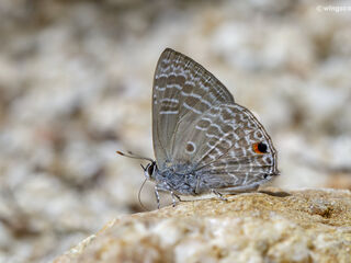 Anthene lycaenina miya