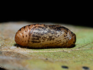 Nacaduba biocellata baliensis