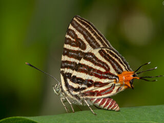Spindasis lohita himalayanus