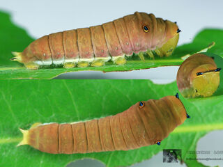 Graphium arycles arycles