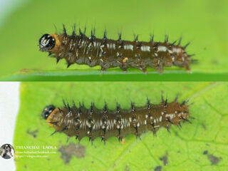 Junonia lemonias lemonias