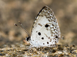 Megisba malaya sikkima