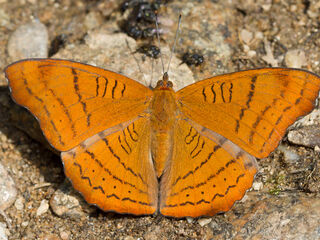 Pseudergolis wedah wedah