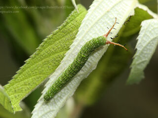 Pseudergolis wedah wedah