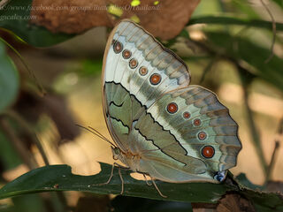 Stichophthalma mathilda siamensis