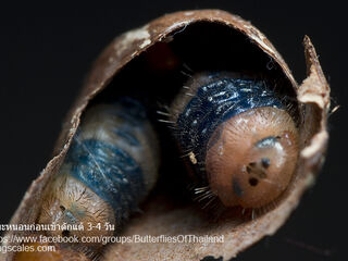 Bindahara phocides phocides