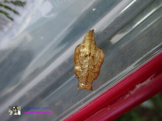 Neptis hylas kamarupa