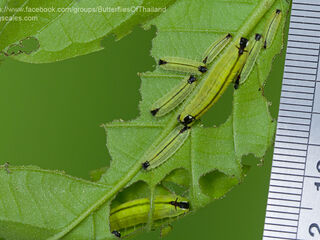 Flos apidanus ahamus