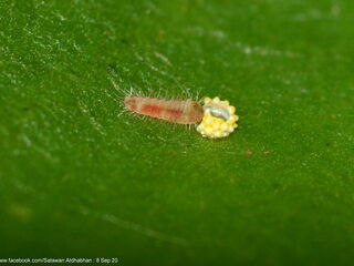 Jacoona anasuja anasuja