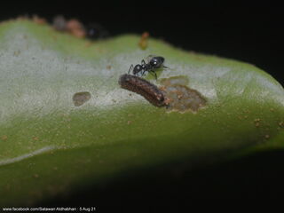 Charana mandarina splendida