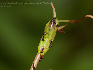 Yasoda androconifera