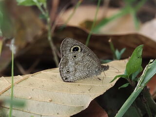 Ypthima watsoni watsoni