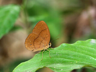 Nymphalidae (วงศ์ผีเสื้อขาหน้าพู่)