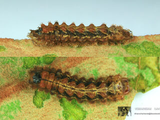 Rapala dieneces dieneces