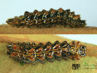 Rapala dieneces dieneces