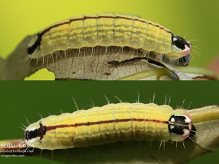 Flos fulgida fulgida