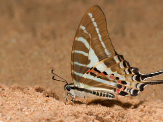 Papilionidae (วงศ์ผีเสื้อหางติ่ง)